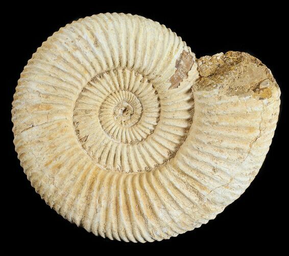 Perisphinctes Ammonite - Jurassic #54261